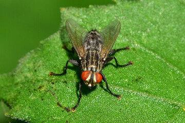 Insects inhabiting wild plants