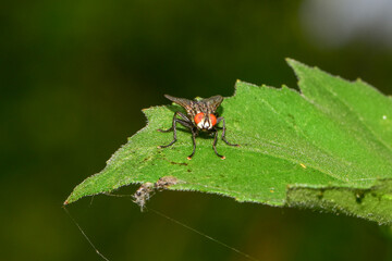 Insects inhabiting wild plants