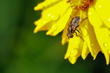 Insects inhabiting wild plants