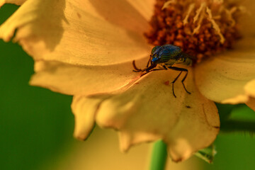 Insects inhabiting wild plants