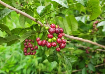 small fruits in forest