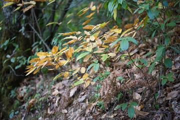Chestnut tree branch with different coloured leaves in autumn. Autumn concept and orange colours.