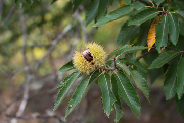 chestnut on the tree before the fruit ripens in October. Autumn concept.