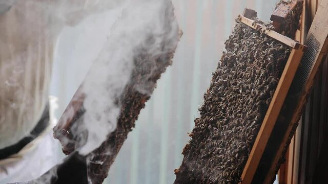 Apiarist calms bees with a bee smoker before examining bees in a hive. Beekeeper using bee hive smoker near beehive to calm bees before opening to extract honey