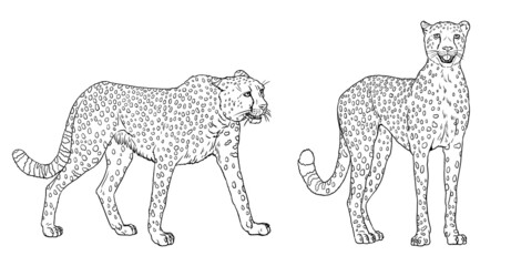 Cheetah illustration. Silhouette of big african cat gepard. Animal predator drawing. Coloring book template.