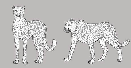 Cheetah illustration. Silhouette of big african cat gepard. Animal predator drawing. Coloring book template.	