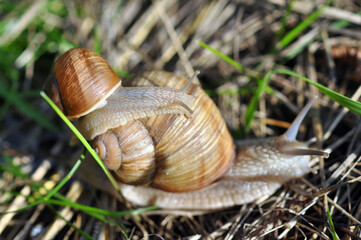 Snails.