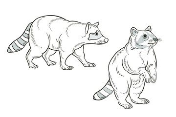
Animals. Black and white image of a cute raccoon, coloring book for children.
 Isolated background, linear drawing. Vector image.