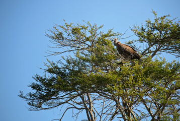 White-backed Vulture - Gyps africanus, large bird of prey from African bushes and savannahs, Taita hills, Kenya.