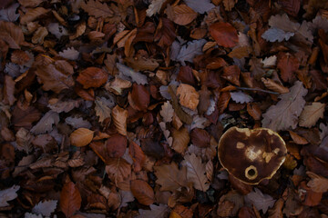 Brown mushroom cap with a hole surrounded by leaves on the Palatinate forest floor on a fall day in Germany.
