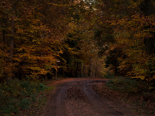 Leaves on a dirt road in the Palatinate forest of Germany on a fall day with colorful red, orange and yellow leaves.