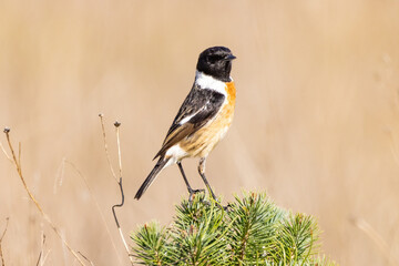 Male of Common stonechat (Saxicola rubicola) in Donana National Park