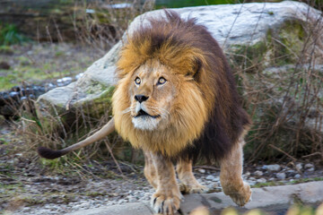 Close up male lion in the zoo, King of all animals
