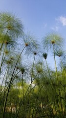 Freshness of field nature with blue sky. Keep calm and smile bring happiness