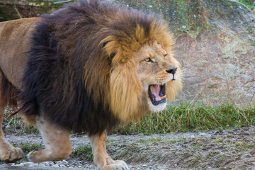 Close up male lion is roaring in the zoo, King of all animals