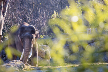 Indian elephant is walking around in the zoo