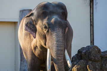Close up portrait of indian elephant in the zoo