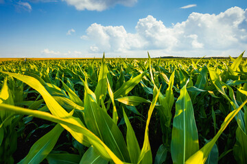 Field of young corn on a sunny day with perfect sky. Ukrainian agrarian region, Europe.