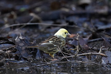 mutant of black headed bunting in the forest