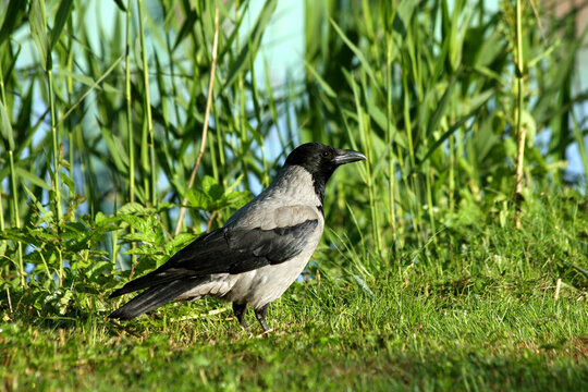 Hooded crow, a gray body with a black head, wings, and tail.