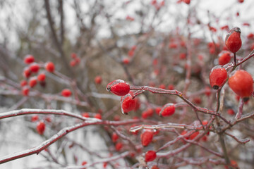 Branches of rose hip, berry covered with ice crust after freezing rain, fragment, background