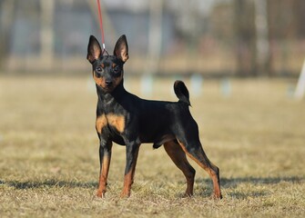 toy terrier walks in the park 