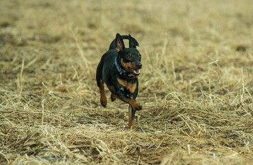 toy terrier walks in the park 