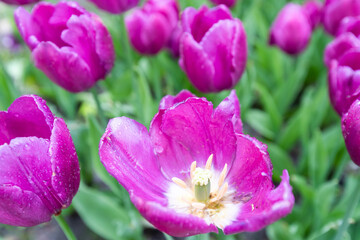 Fototapeta premium Beautiful blooming tulips. colorful tulips. nature background