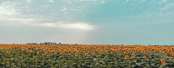 Beautiful summer landscape with blooming sunflowers against blue sky.