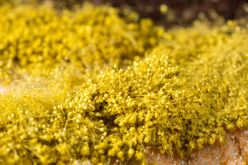 Mold close-up macro. Moldy fungus on food. Fluffy spores mold as a background or texture. Mold fungus. Abstract background with copy space.