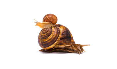 Snails on white background communication concept parent and child or student and teacher student and lecturer