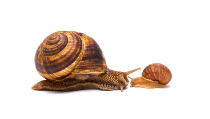 Snails on white background communication concept parent and child or student and teacher student and lecturer