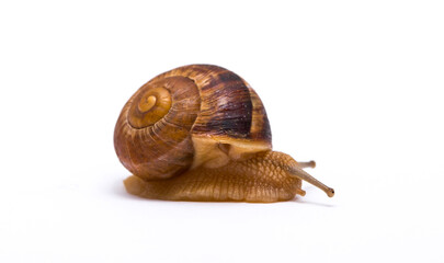 Snails on white background communication concept parent and child or student and teacher student and lecturer