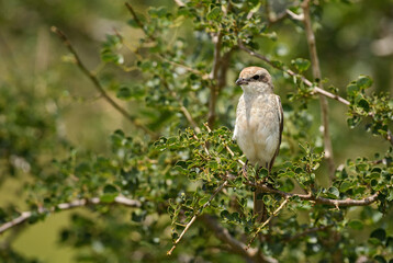Red-backed Shrike - Lanius collurio, beautiful colored perching bird from European bushes and woodlands, Taita hills, Kenya.
