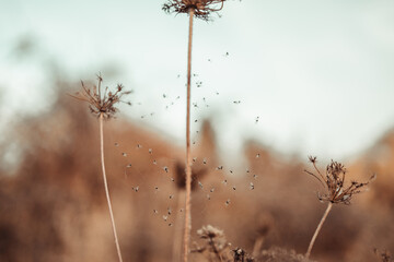 Spikelet of dry grass in an autumn field in the morning sun on a blurred background.