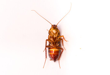 Cockroach close-up macro isolated on white background, insecticide, insect destruction, dead...