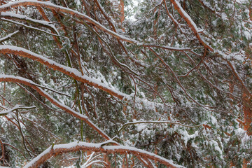 Snowy pine branches in winter forest, fragment, background