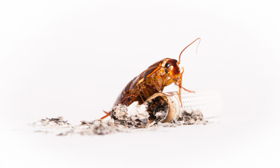 Cockroach on cigarettes isolated on white background close-up macro, concept of harm to smoking, disgust of smokers, ecology pollution,