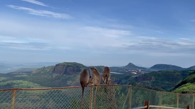 Pair Of Monkey Mating At The Tiger Point Hill Station In Lonavala. Maharashtra, India. wide
