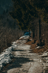 stream in the forest