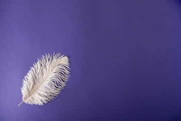 The bird's feather is white on a purple background