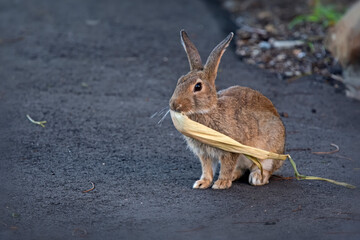 rabbit breakfast