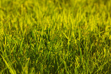 Grass green juicy and fresh texture as background