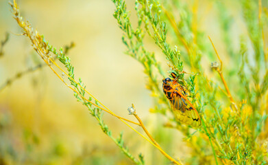Insects cicadas devour agricultural plants, invasion of insect pests, insecticides