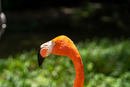 Wassernixen Bilder – Durchsuchen 9,712 Archivfotos, Vektorgrafiken und