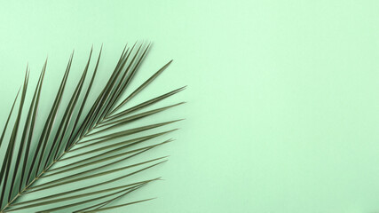 Tropical palm leaf on a green background. Copy space