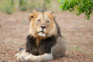 Lion (Panthera leo) male resting in Mashatu Game Reserve in the Tuli Block in Botswana