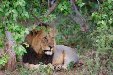 Fototapeta na wymiar Lion (Panthera leo) male resting in Mashatu Game Reserve in the Tuli Block in Botswana