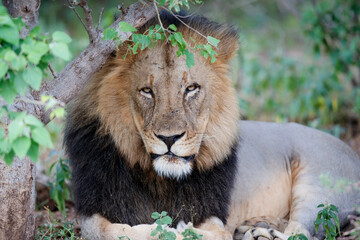 Lion (Panthera leo) male resting in Mashatu Game Reserve in the Tuli Block in Botswana