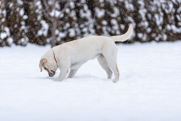 a grown up labrador retriever puppy is standing in the snow and looking at something enthusiastically.